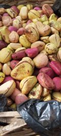 NIG AGRO EXPORTS